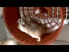Are You a Hamster On a Wheel?